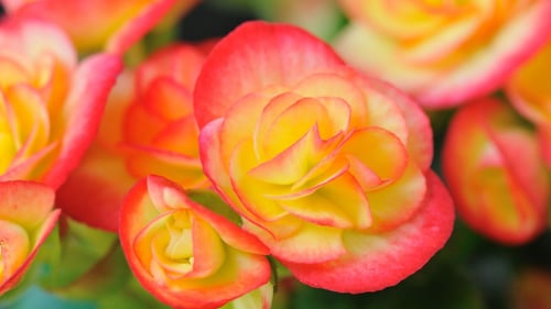 Begonia