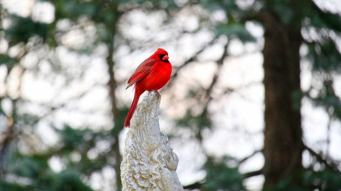 cardinal image