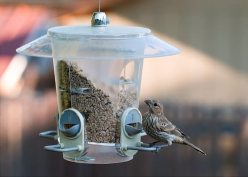 fathers-day-bird-feeder