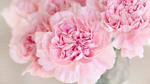 Carnation