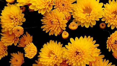 Chrysanthemum