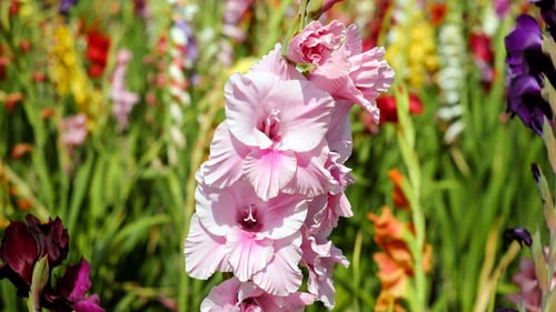 Gladiolus