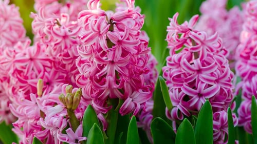 Hyacinth