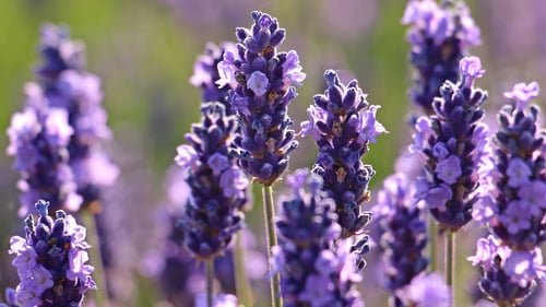 Lavender