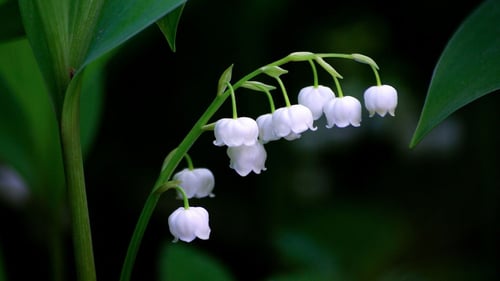 Lily of the valley