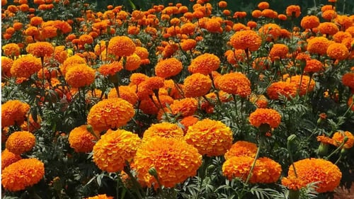 Marigold