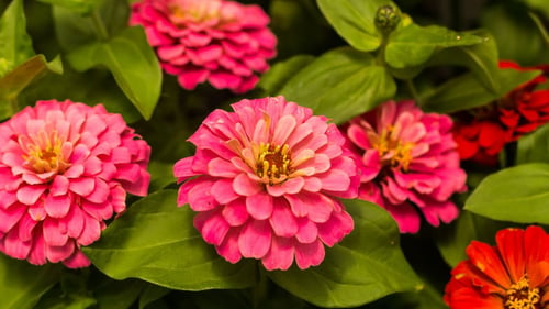 Zinnia