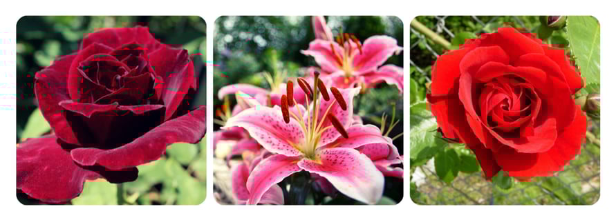 flower symbolism