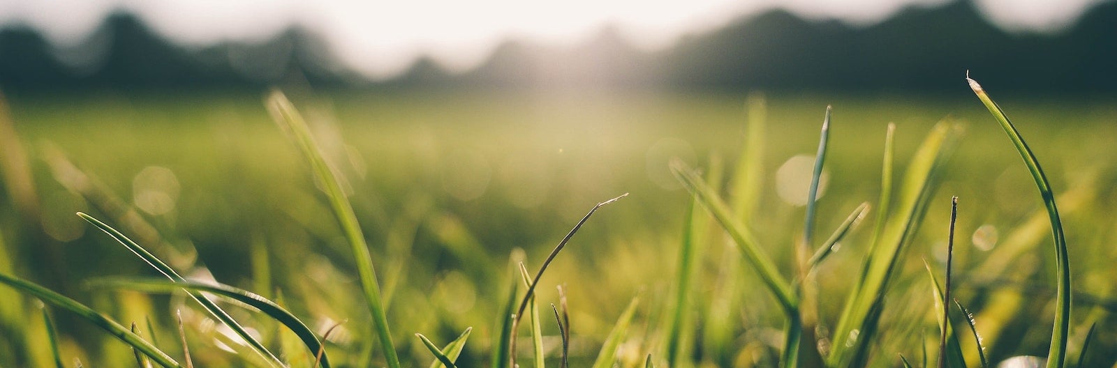 grass-meadow-sunshine-9056-1