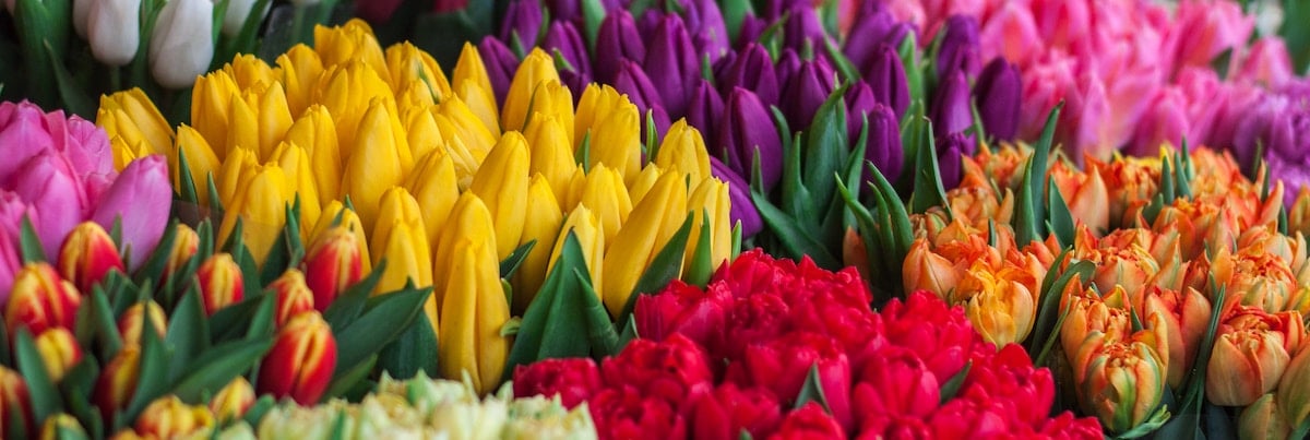 multicolored bouquets of different flowers