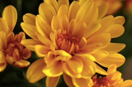 yellow chrysanthemums for all saints and souls day