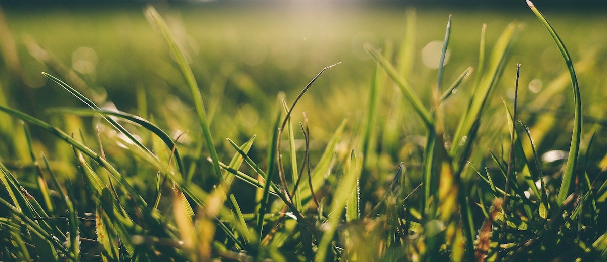How Much Does a Burial Plot Cost?